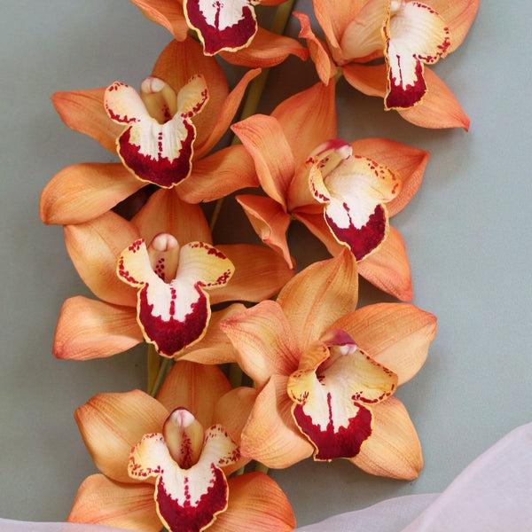 Cymbidium Orchid