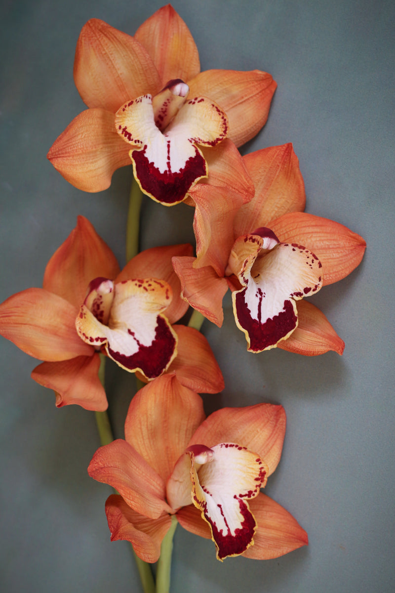 Cymbidium Orchid