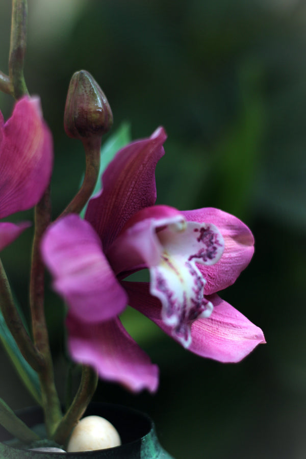 Cymbidium Orchid