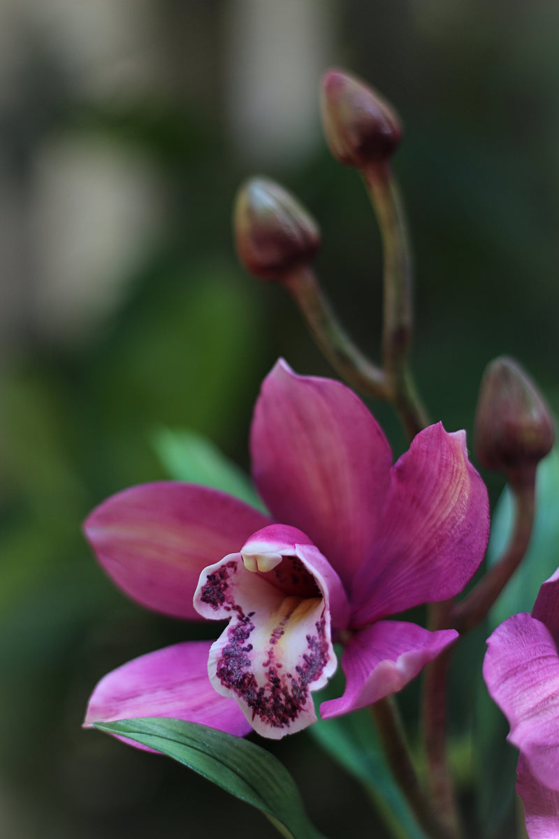 Cymbidium Orchid