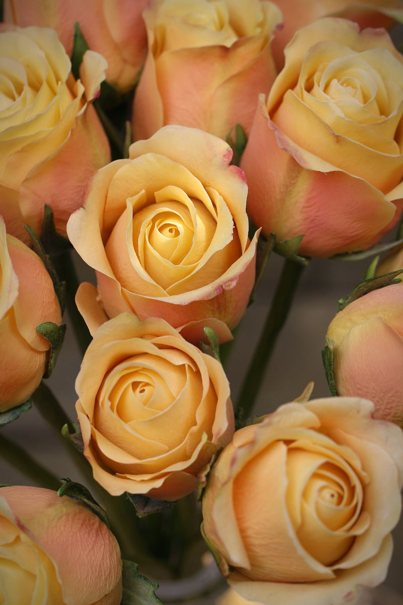 Yellow/ Peach Roses
