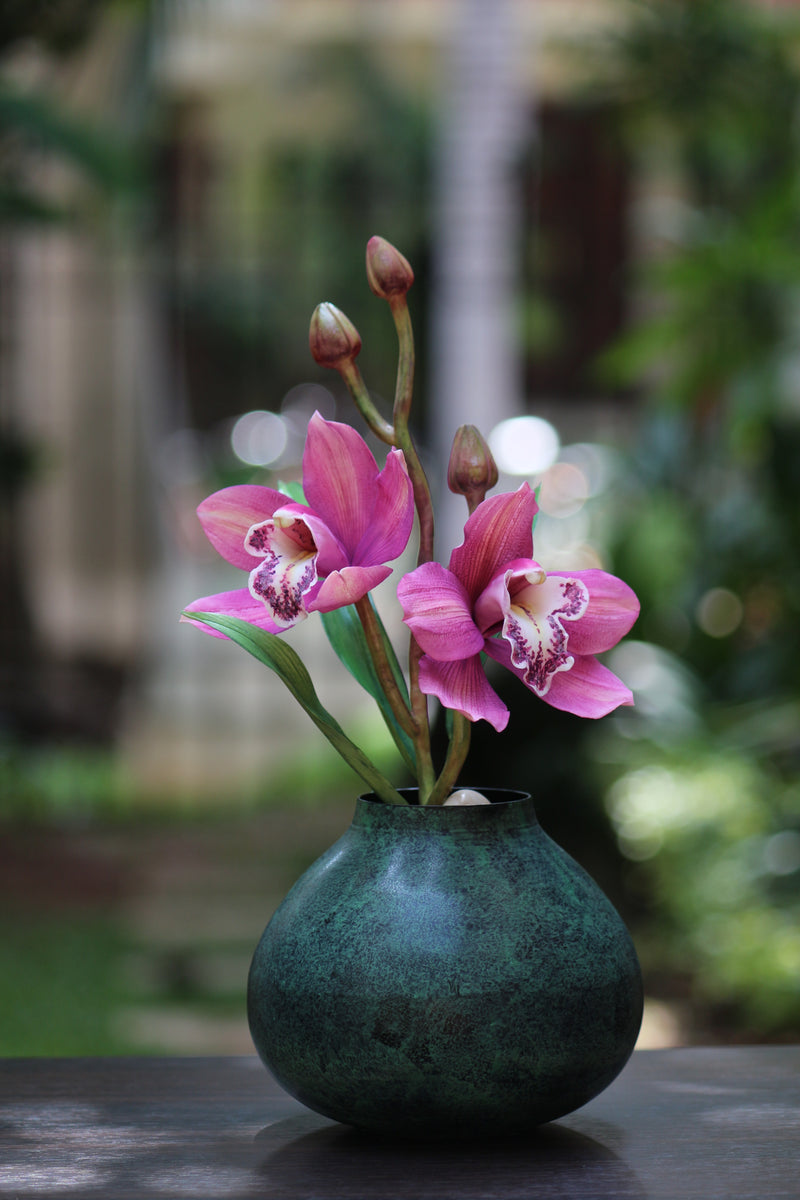 Cymbidium Orchid