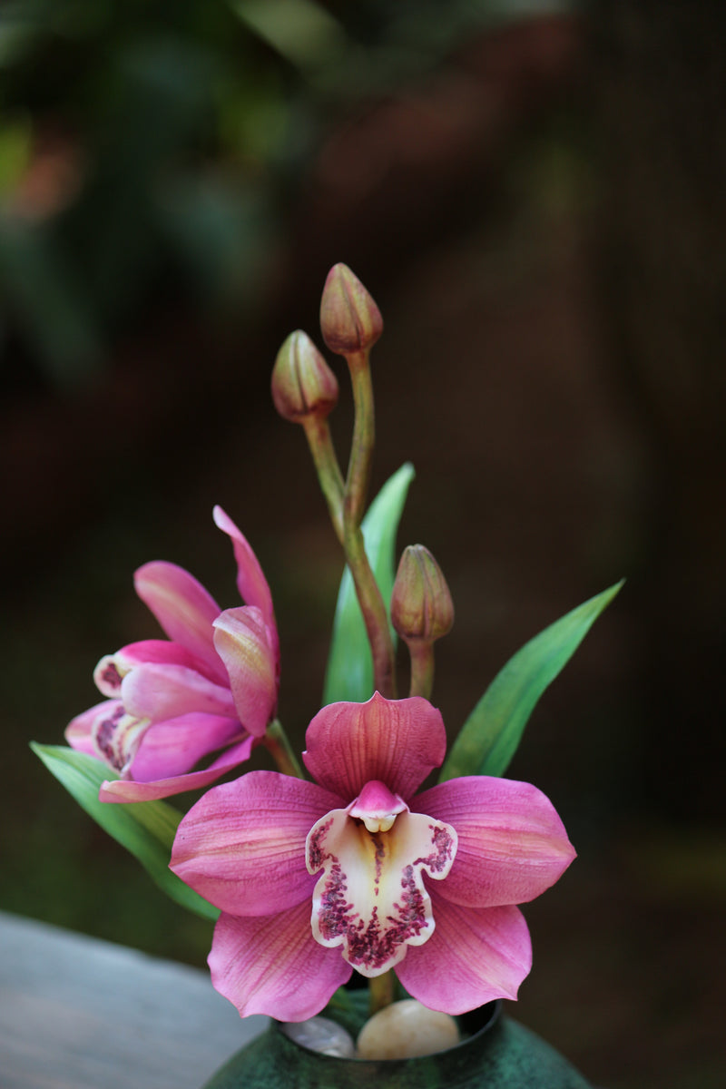 Cymbidium Orchid