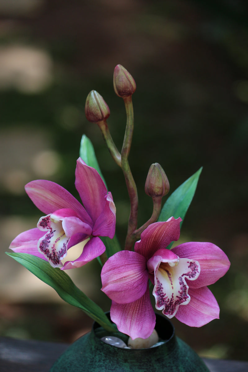 Cymbidium Orchid