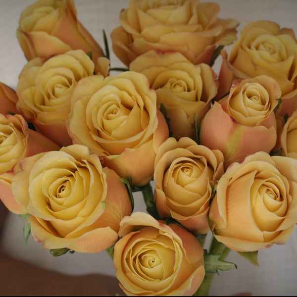 Yellow/ Peach Rose Masterclass
