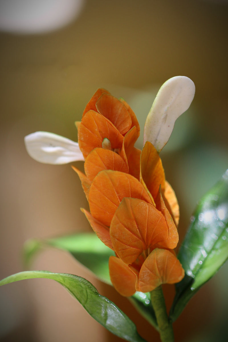 Shrimp flower