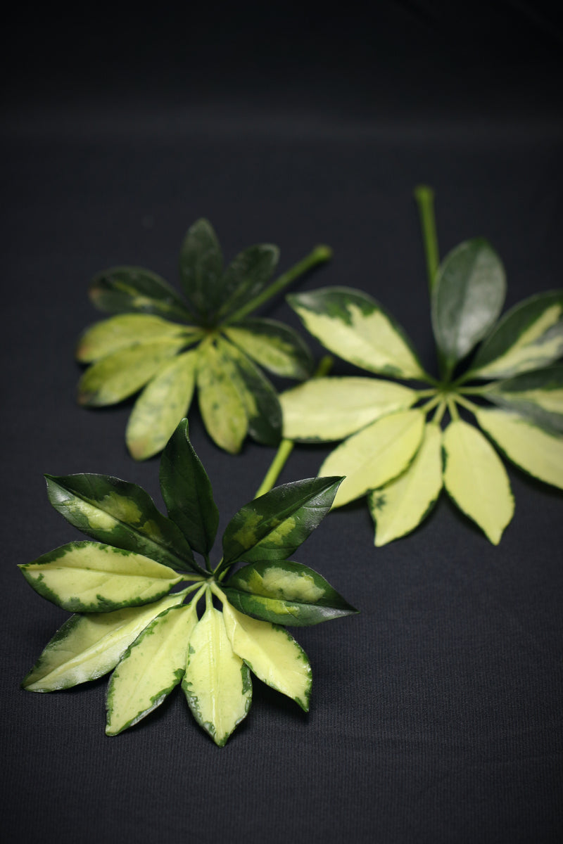 Variegated Dwarf Umbrella Plant