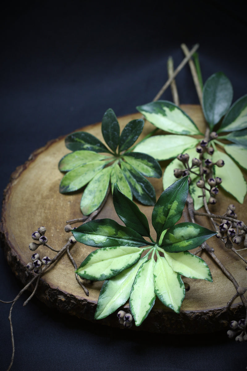 Variegated Dwarf Umbrella Plant