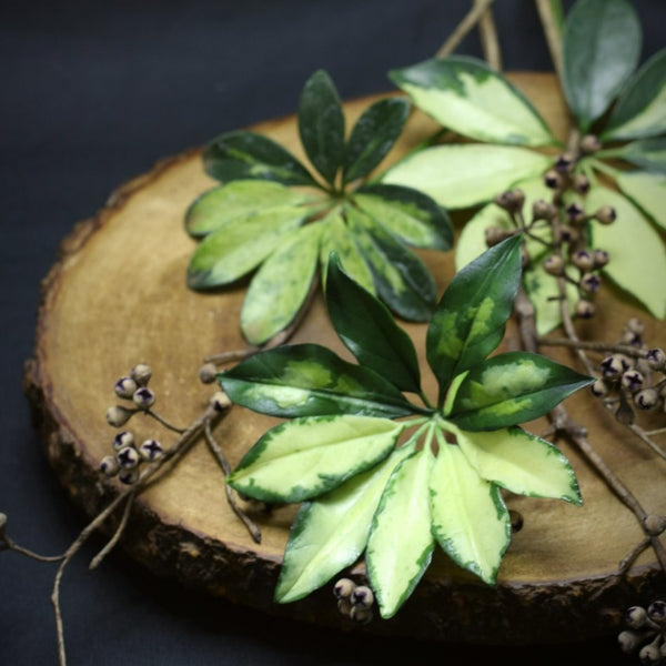 Variegated Dwarf Umbrella Plant