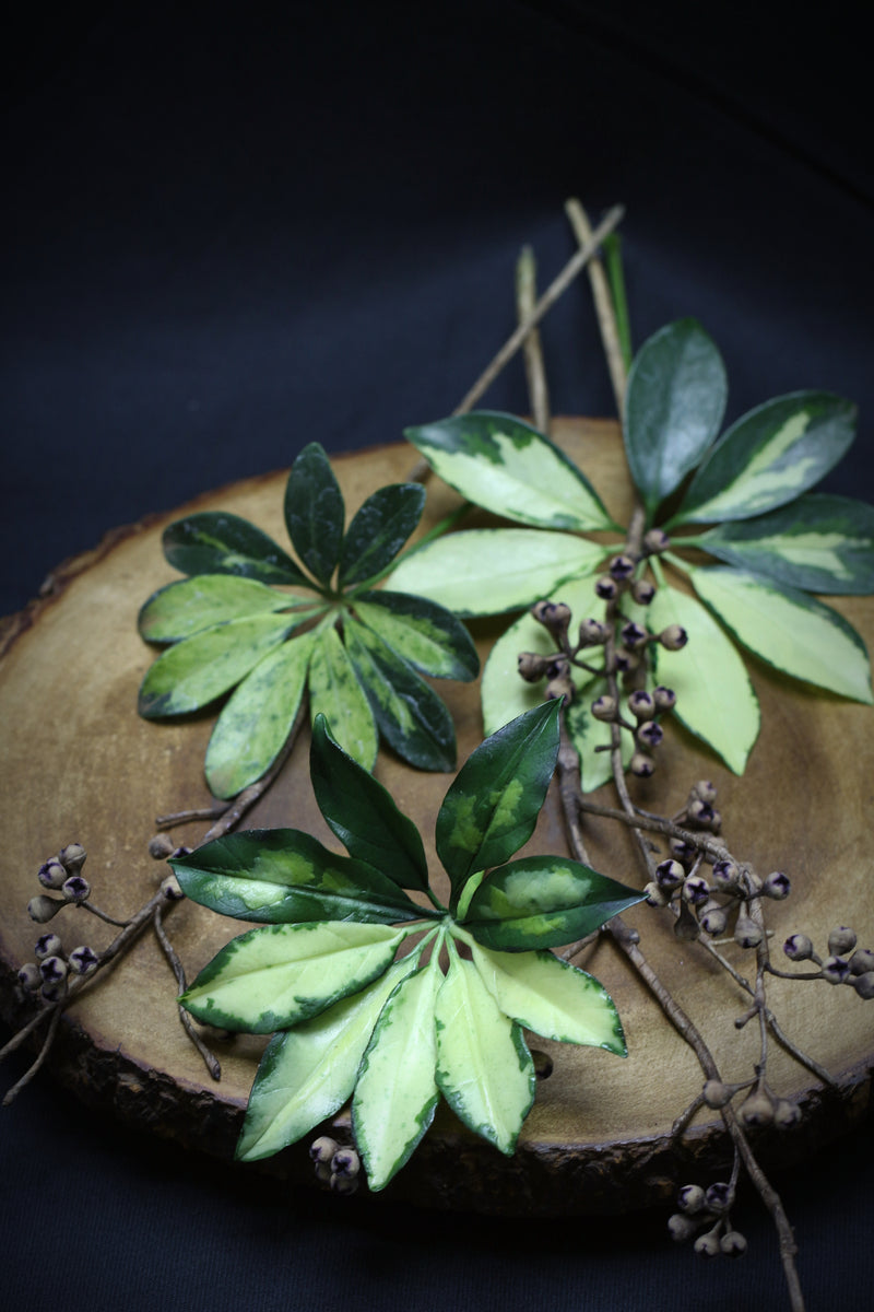 Variegated Dwarf Umbrella Plant