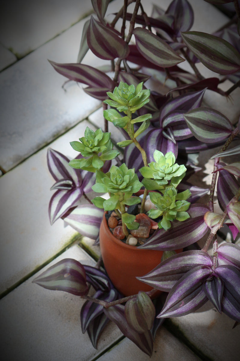 Mini Succulents