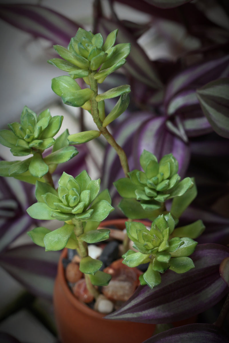 Mini Succulents