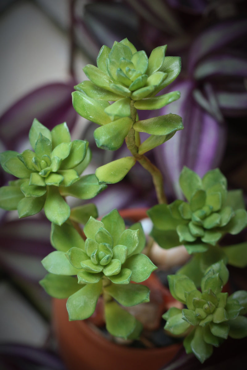 Mini Succulents