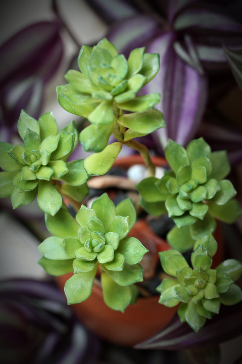 Mini Succulents