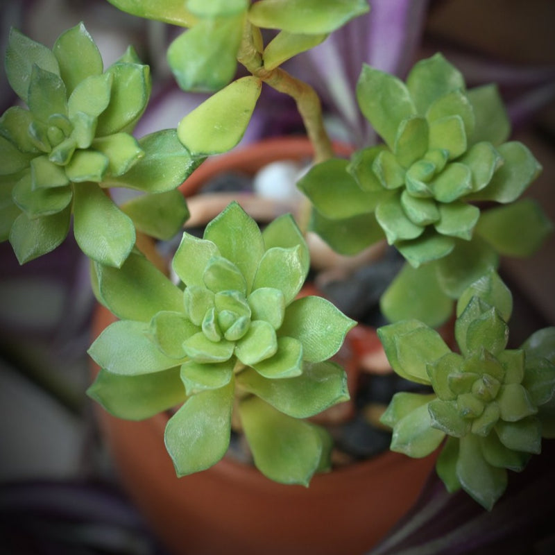 Mini Succulents