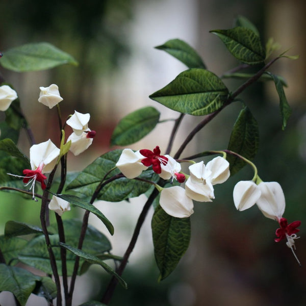 Bleeding Heart