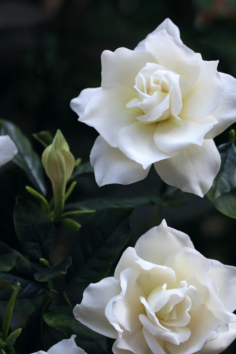 Gardenia