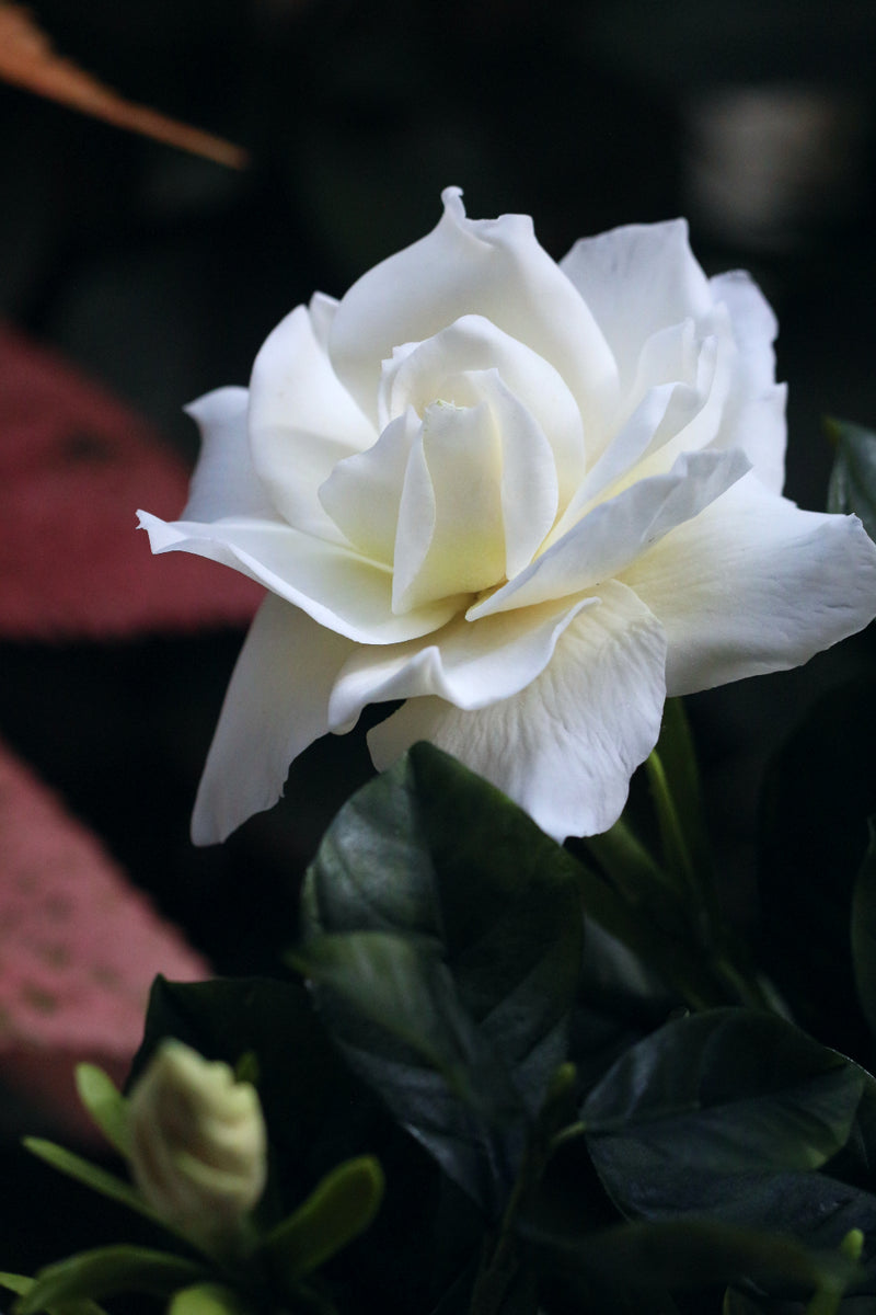 Gardenia