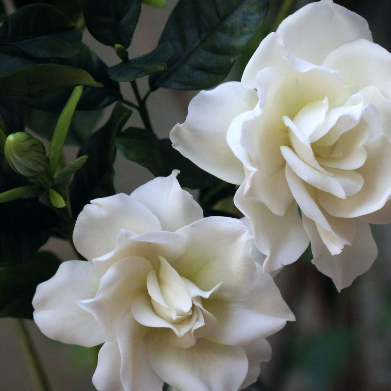 Gardenia Masterclass