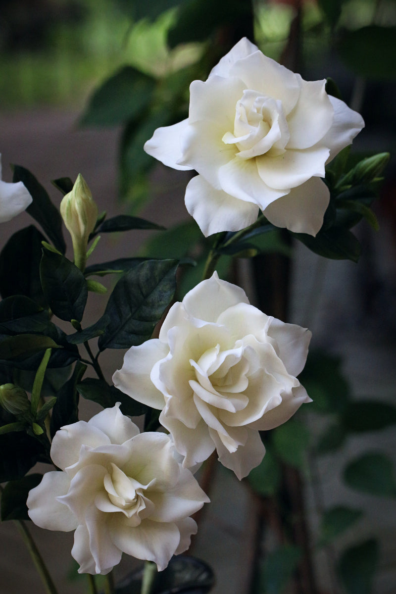 Gardenia