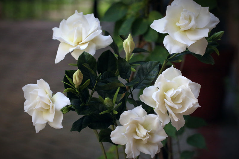 Gardenia