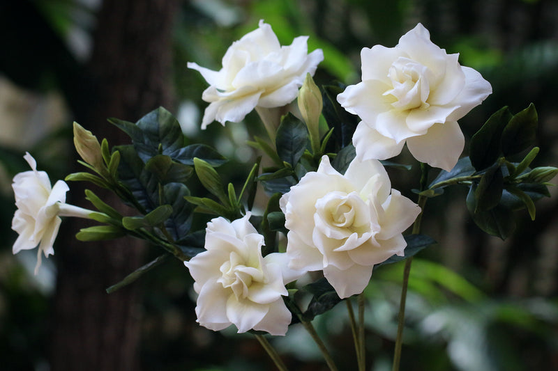 Gardenia