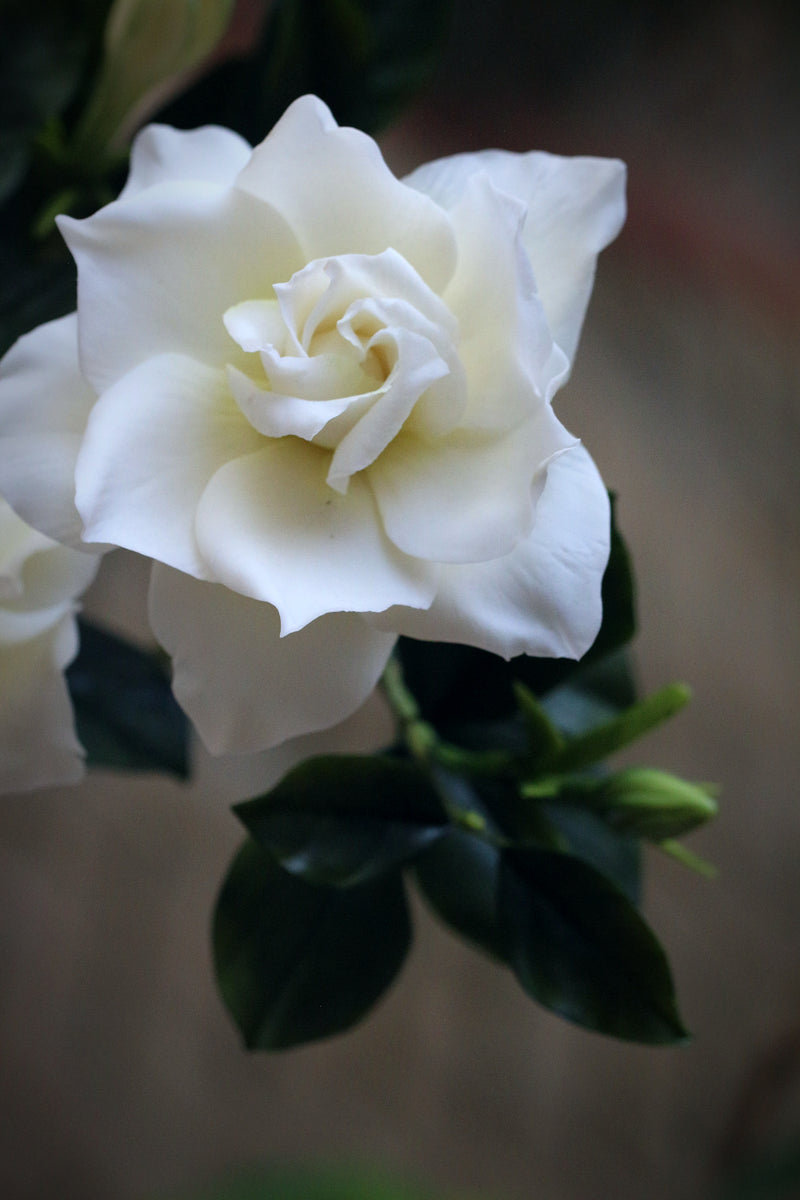 Gardenia