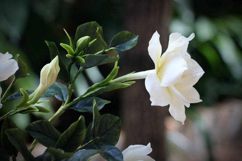 Gardenia