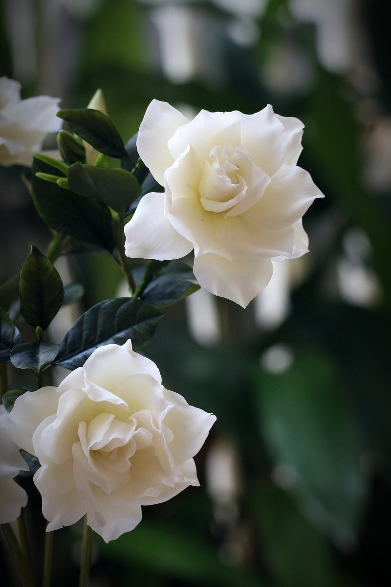 Gardenia