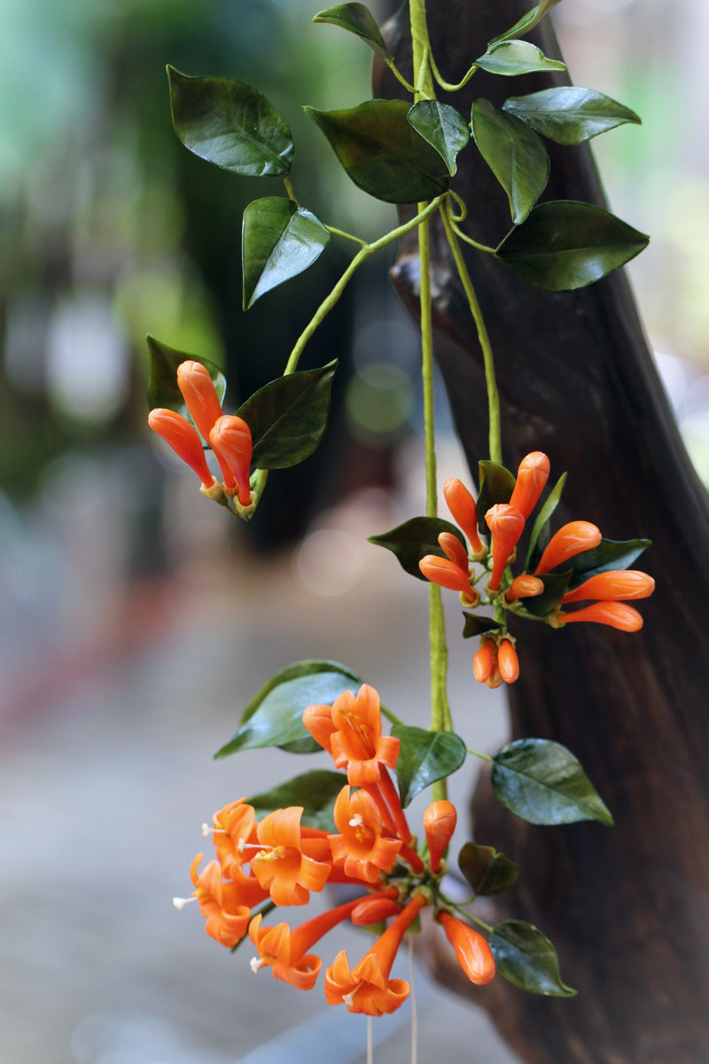 Flame Vine