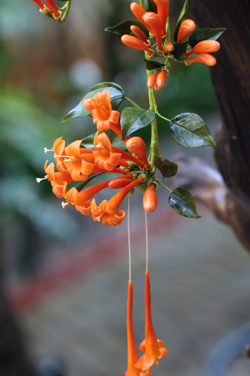 Flame Vine