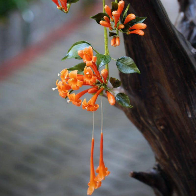Flame Vine