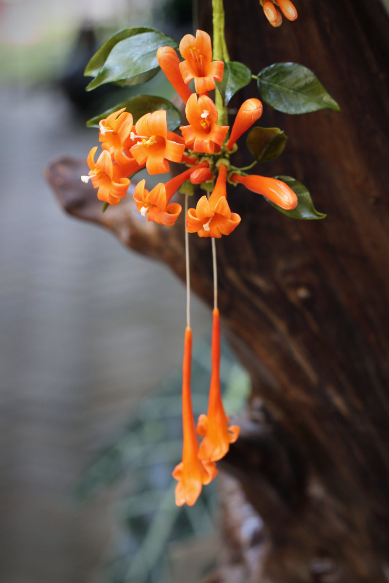 Flame Vine