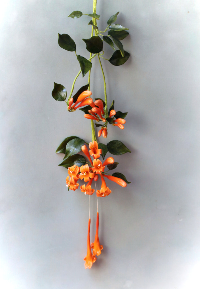 Flame Vine