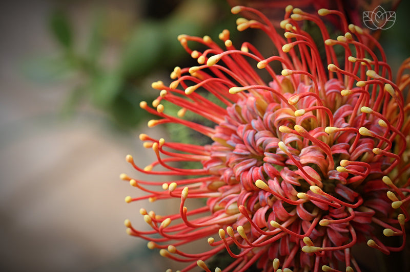 Protea pincushion