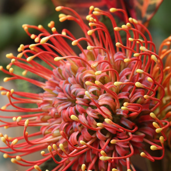 Protea Pincushion Masterclass
