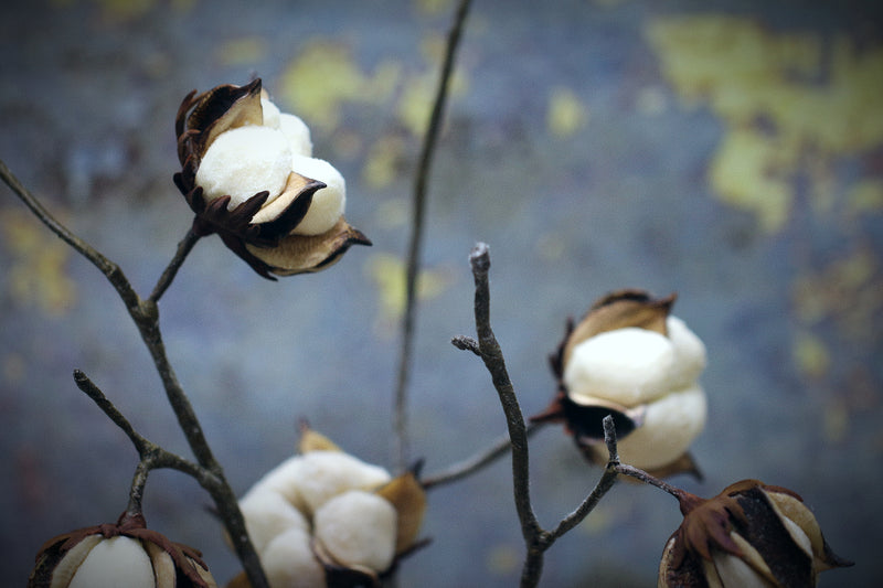 Cotton Flower Stems