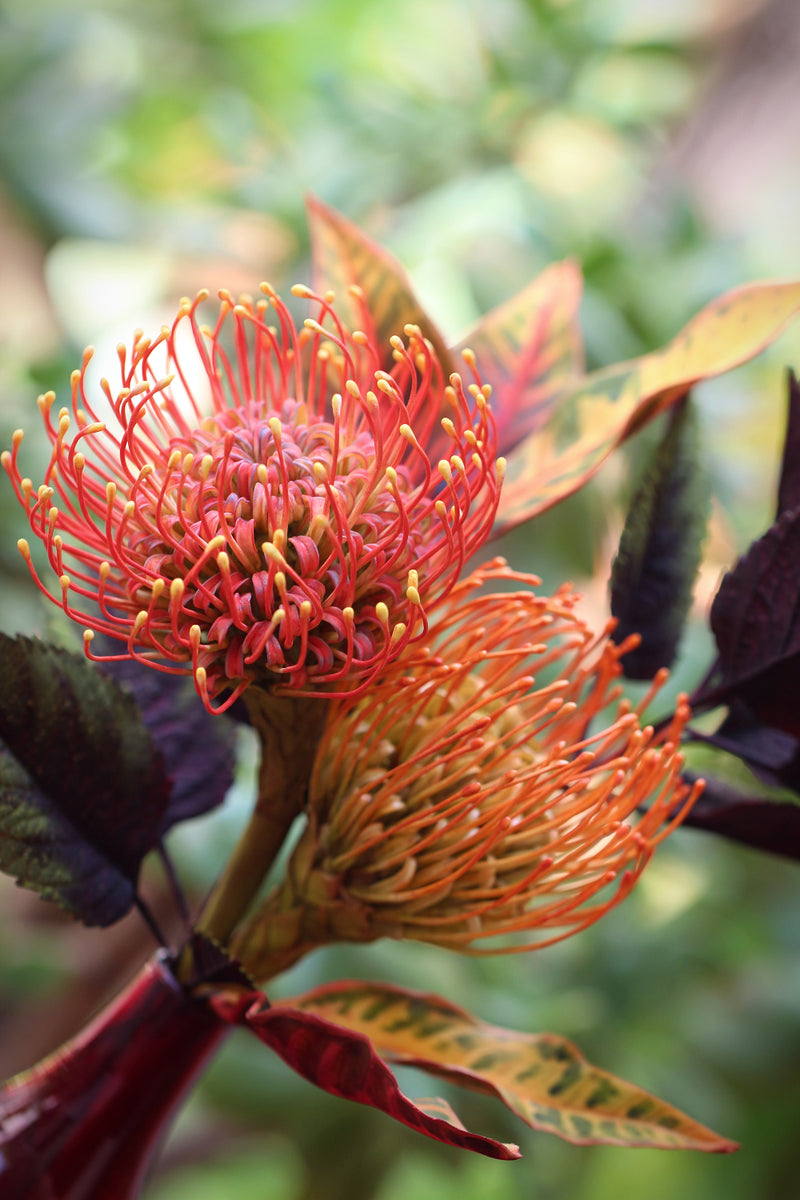 Protea pincushion