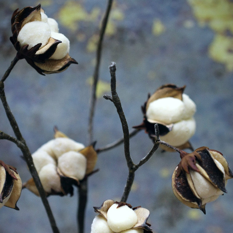 Cotton Flower Stems