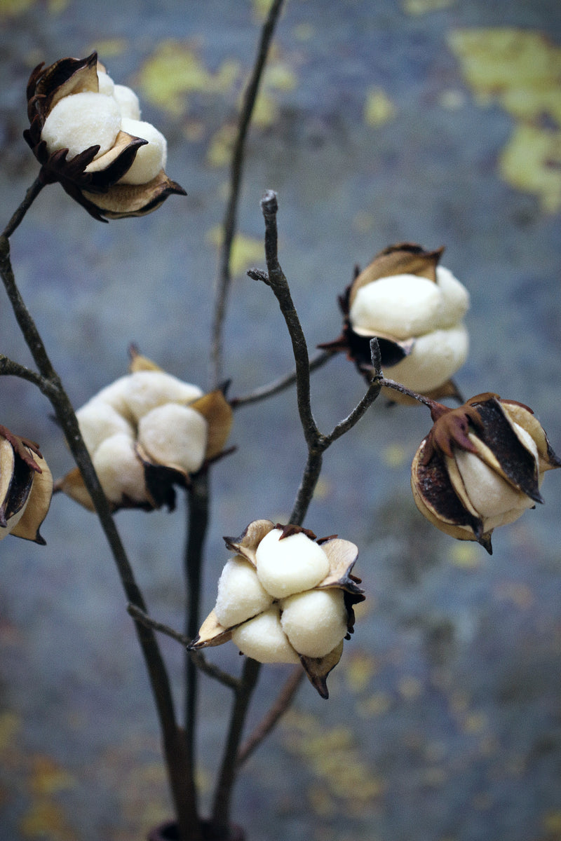 Cotton Flower Stems