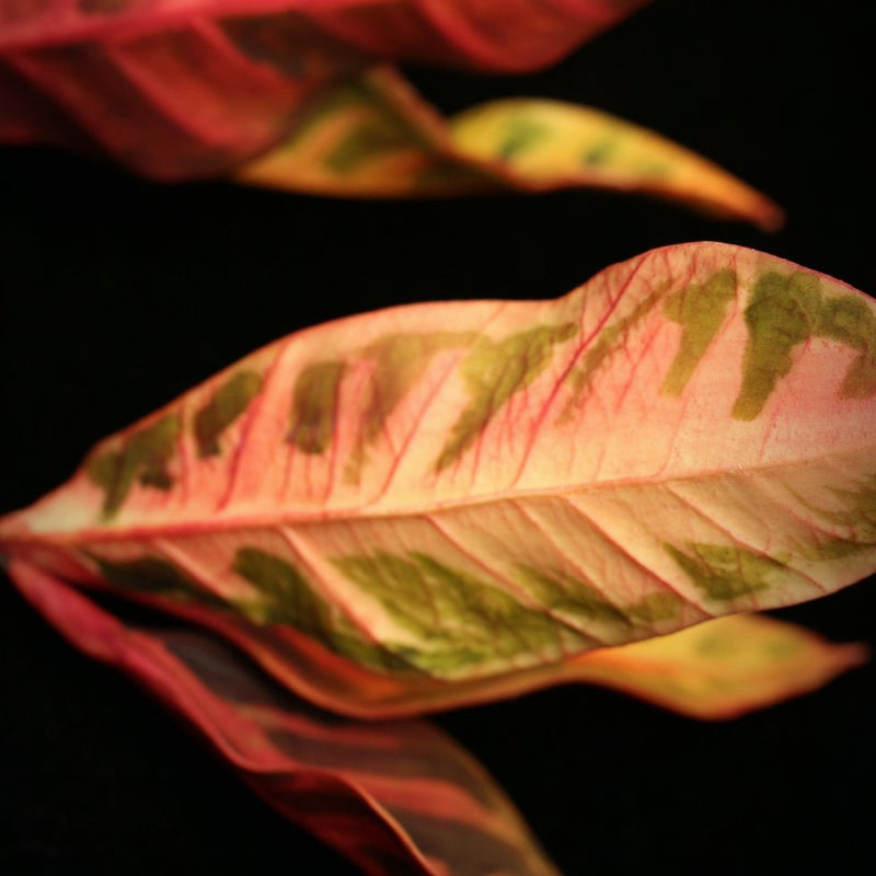 Crotons