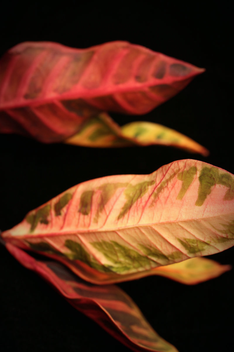 Crotons