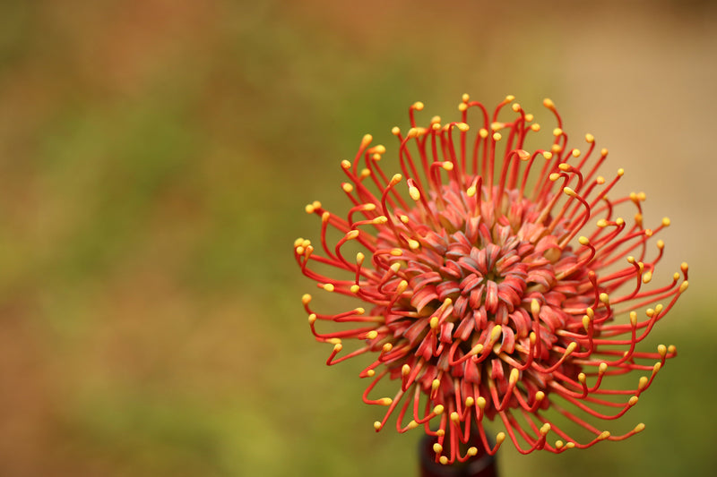 Protea pincushion
