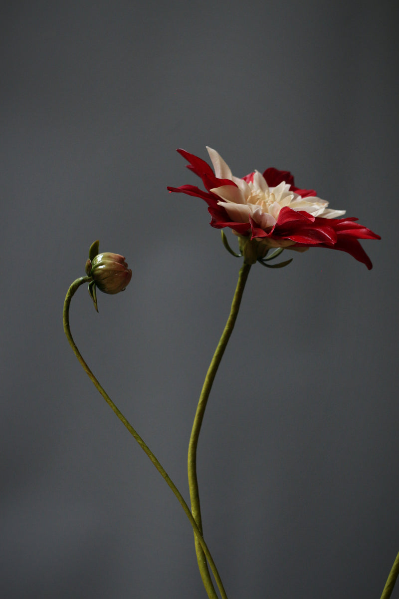 Moulin Rouge Dahlia
