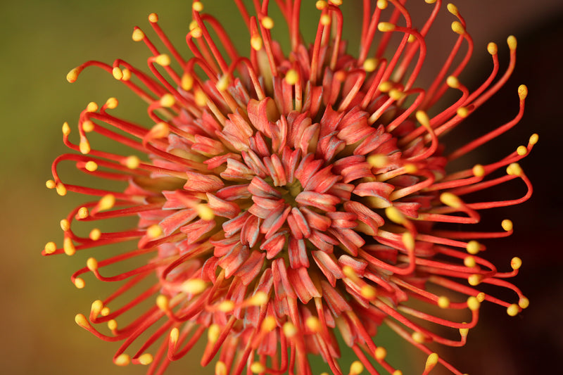 Protea pincushion