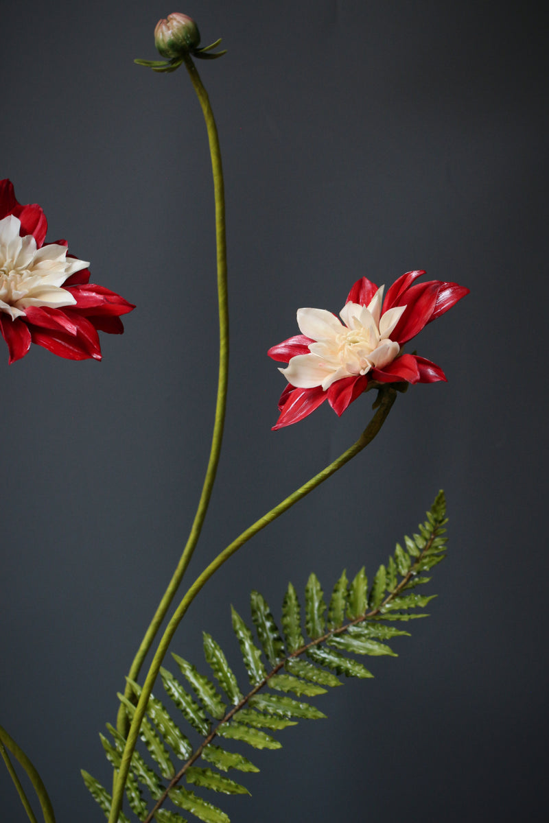 Moulin Rouge Dahlia