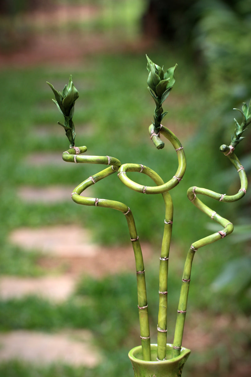 Bamboos