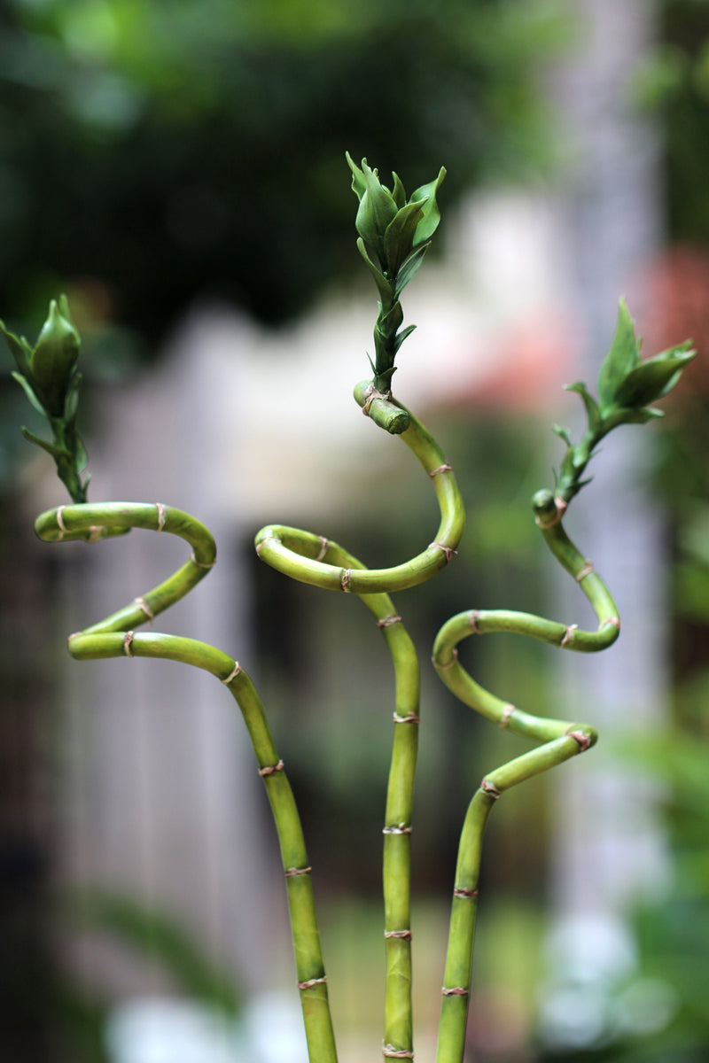 Bamboos