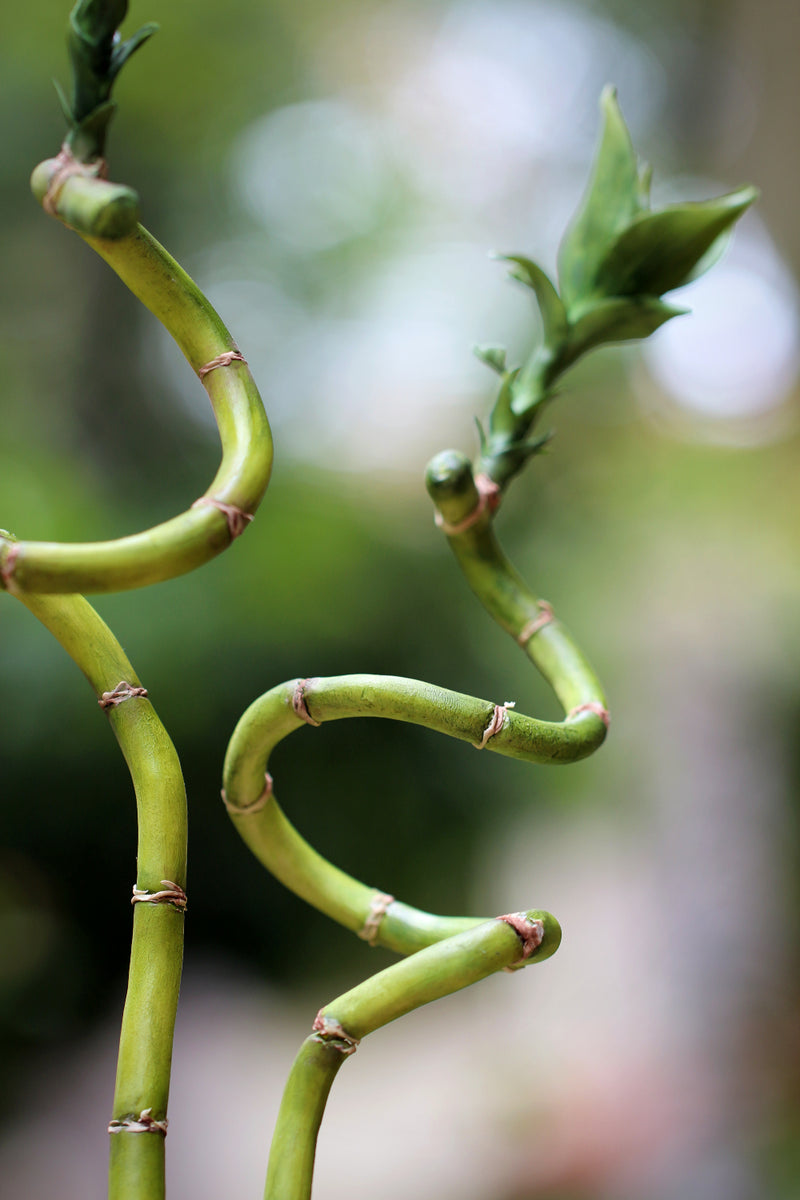Bamboos