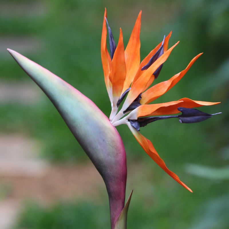 Bird of Paradise